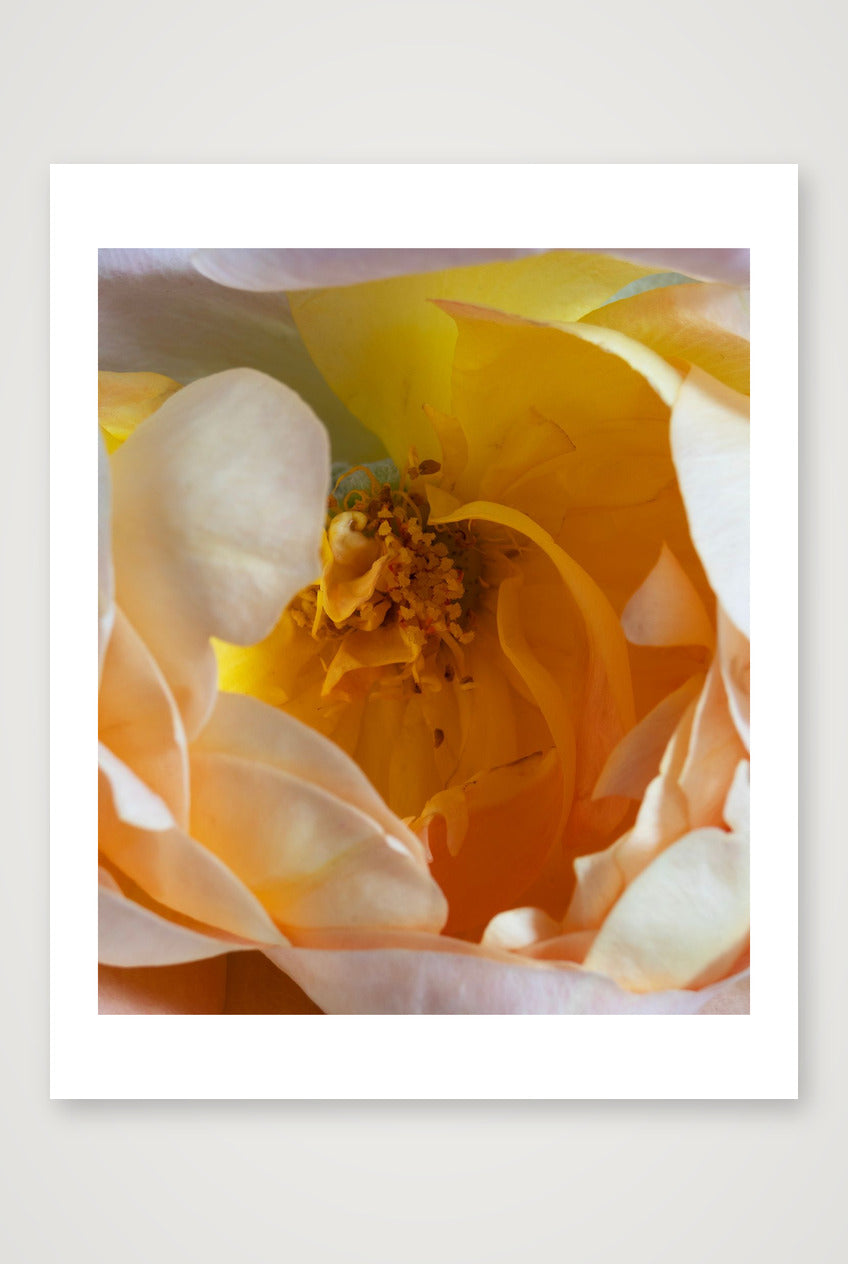Lady of Shalott — 11×14" Print only