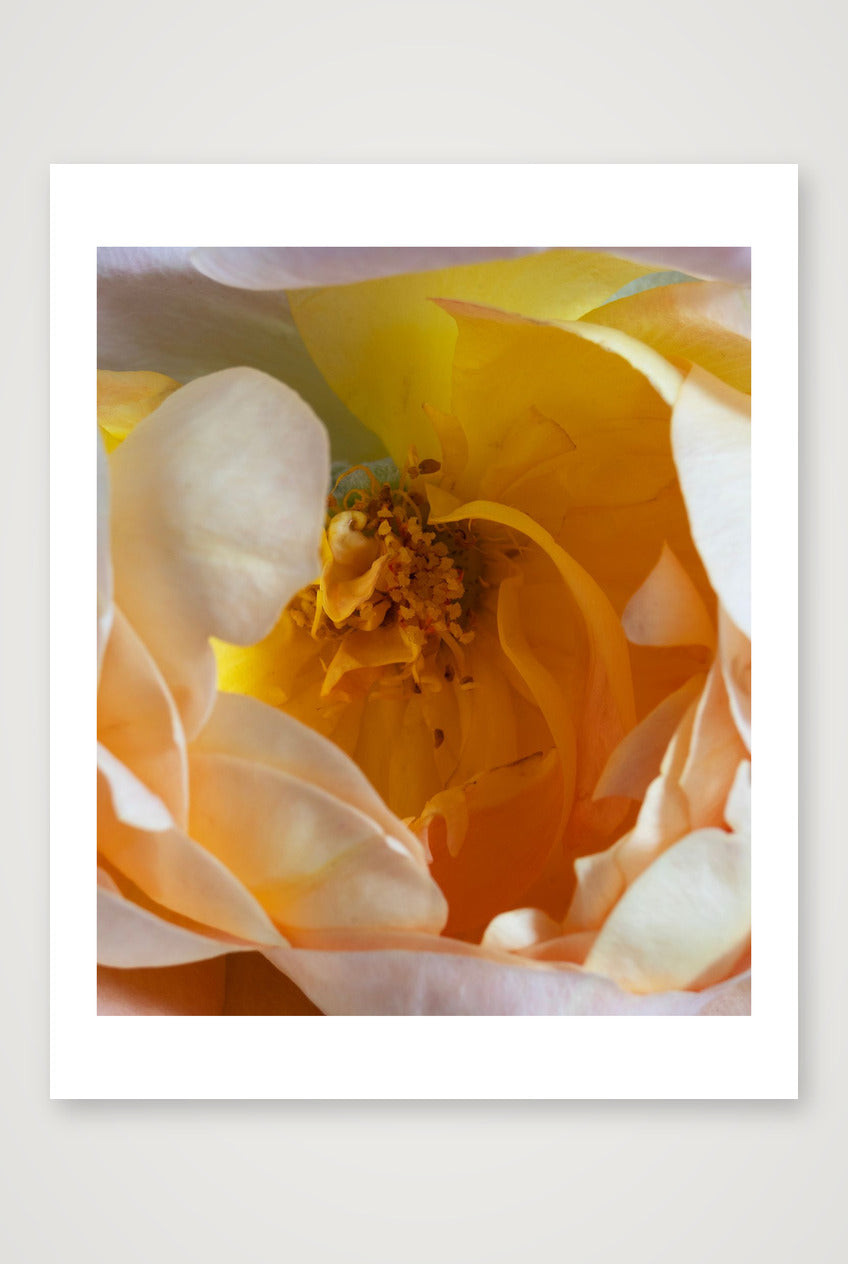 Lady of Shalott — 16×20" Print only