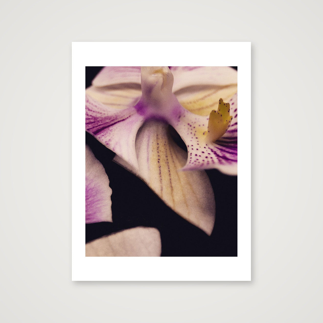 pearl 1 — 12×16" Print only