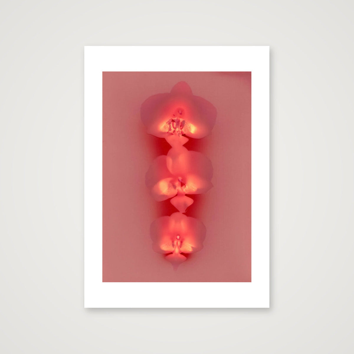 Carola I — A3 (12×17") Print only