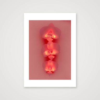 Carola I — A3 (12×17") Print only
