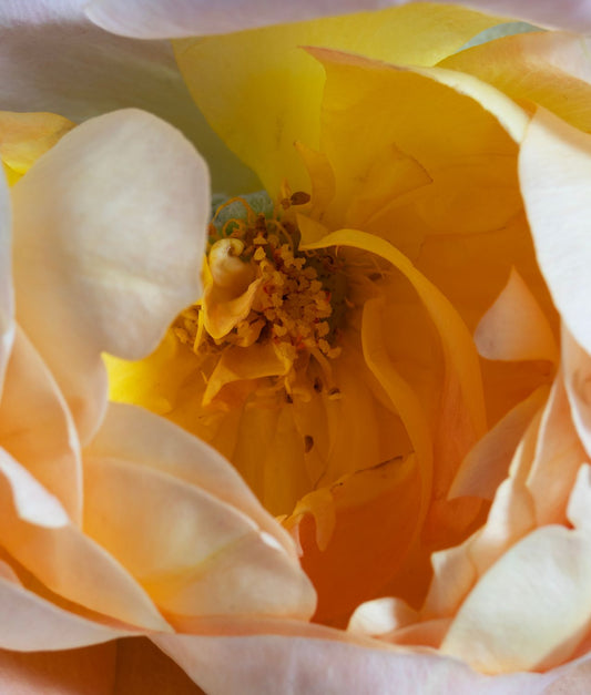Lady of Shalott