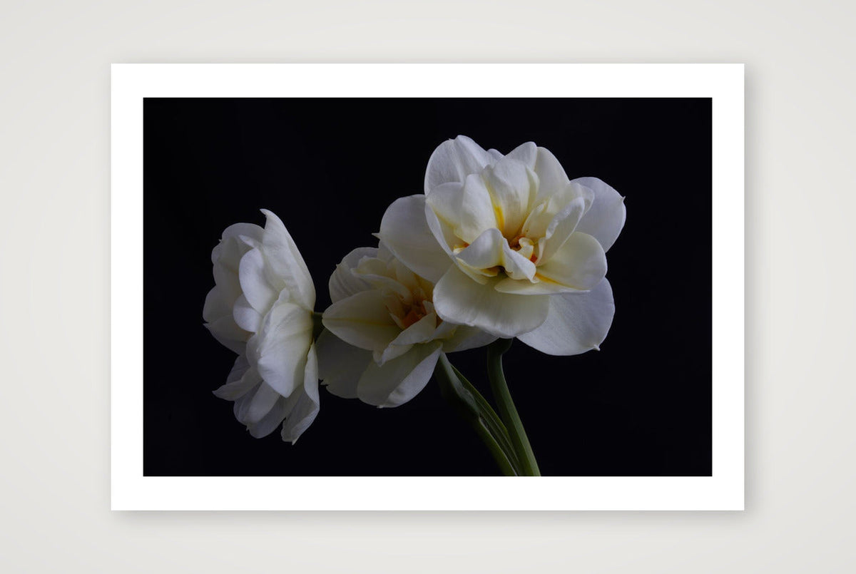 Daffodils 4 — A4 (12×8") Print only