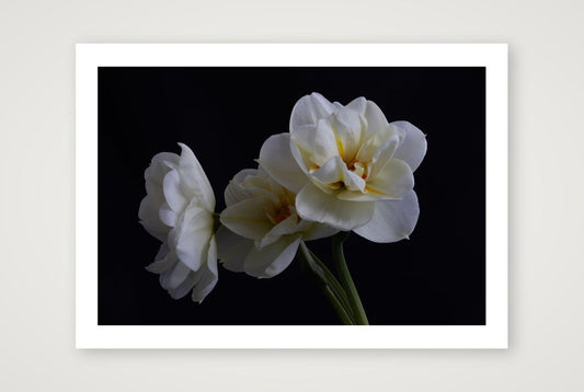 Daffodils 4 — A4 (12×8") Print only