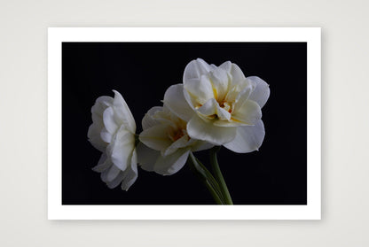 Daffodils 4 — 12×8" Print only