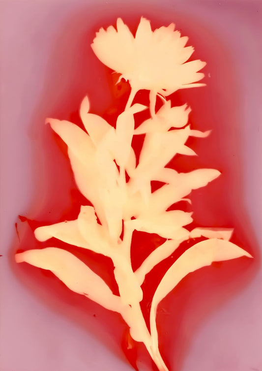Calendula I