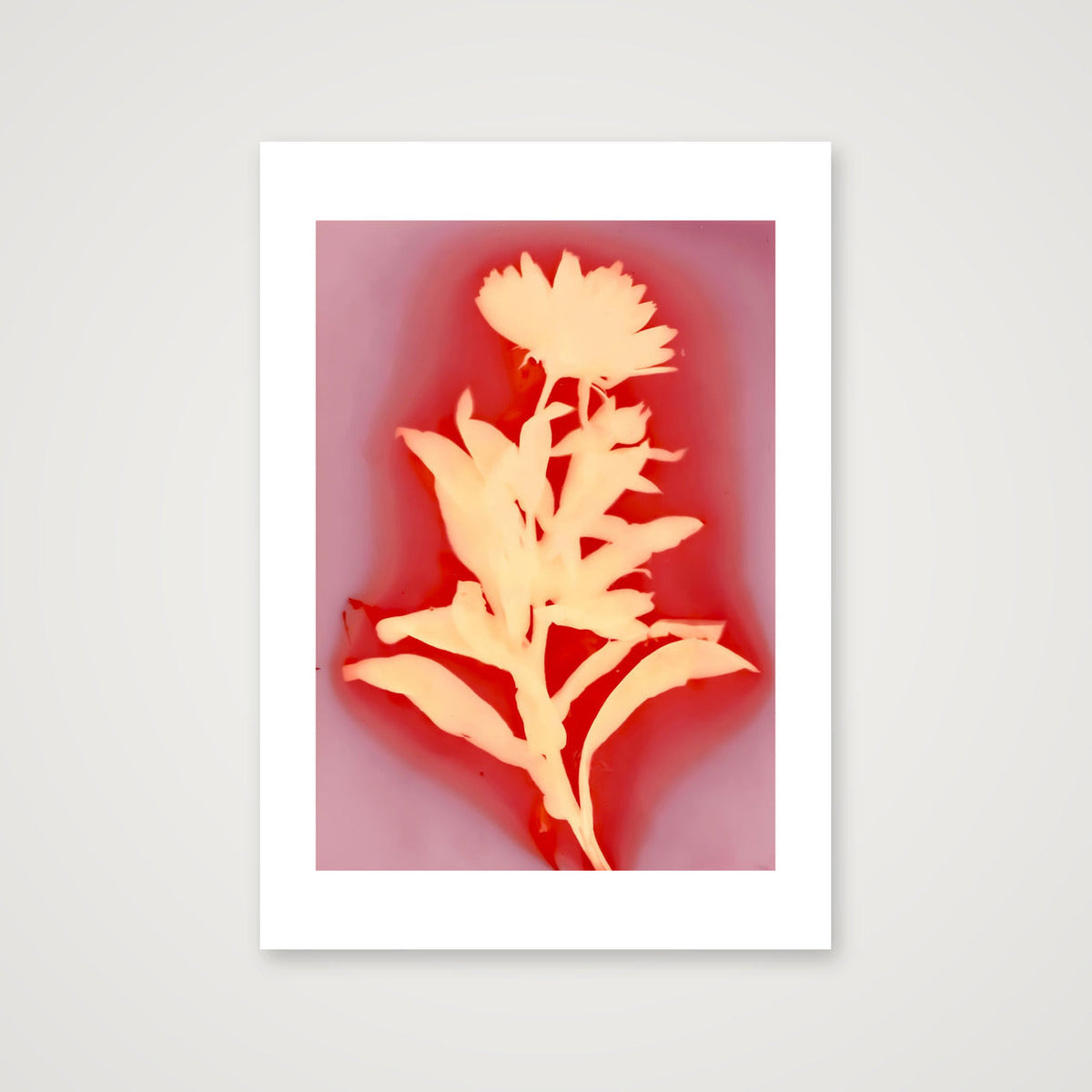 Calendula I — A3 (12×17") Print only