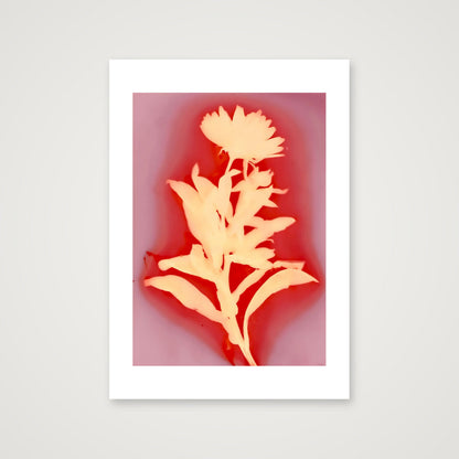 Calendula I — A3 (12×17") Print only