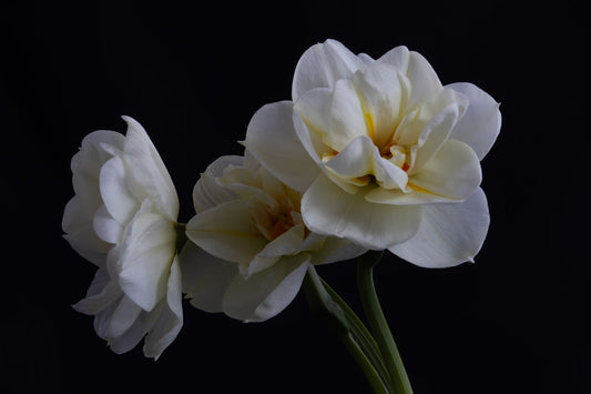 Daffodils 4