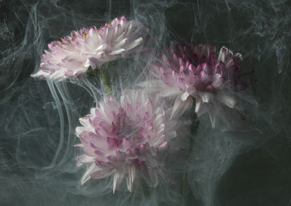 Transience 4