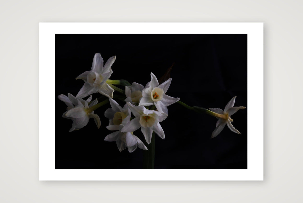 Daffodils 2 — A4 (12×8") Print only