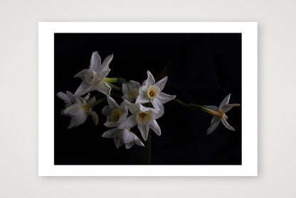 Daffodils 2 — A4 (12×8") Print only