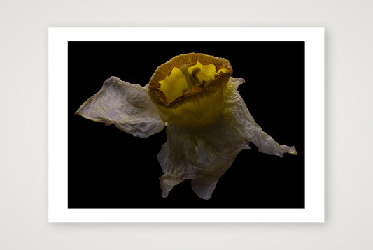 Desire Like a Daffodil 2 — A3 (17×12") Print only