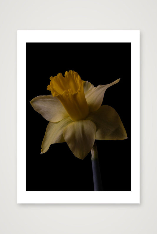 Desire Like a Daffodil 4 — A3 (12×17") Print only