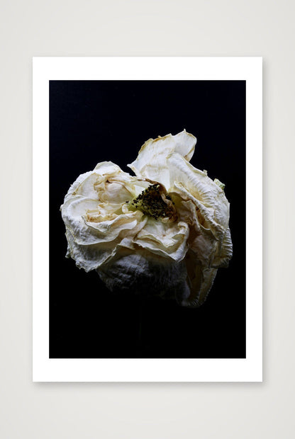 Fading — A4 (8×12") Print only