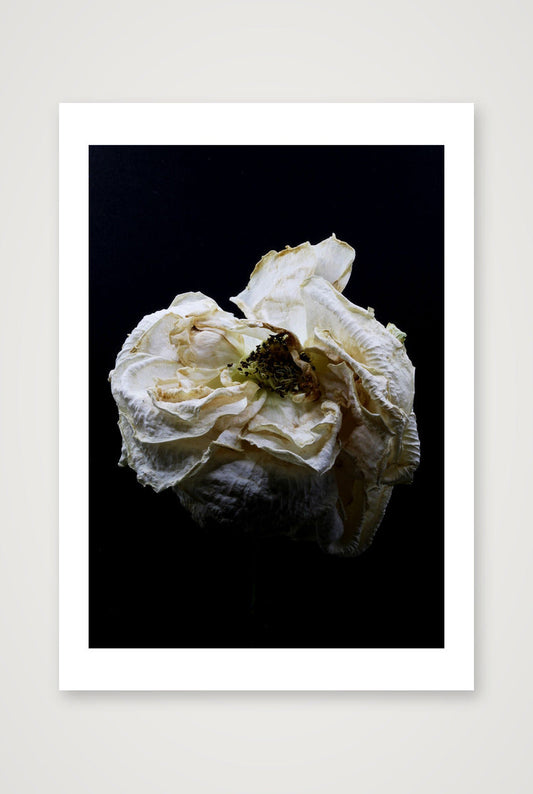 Fading — A4 (8×12") Print only