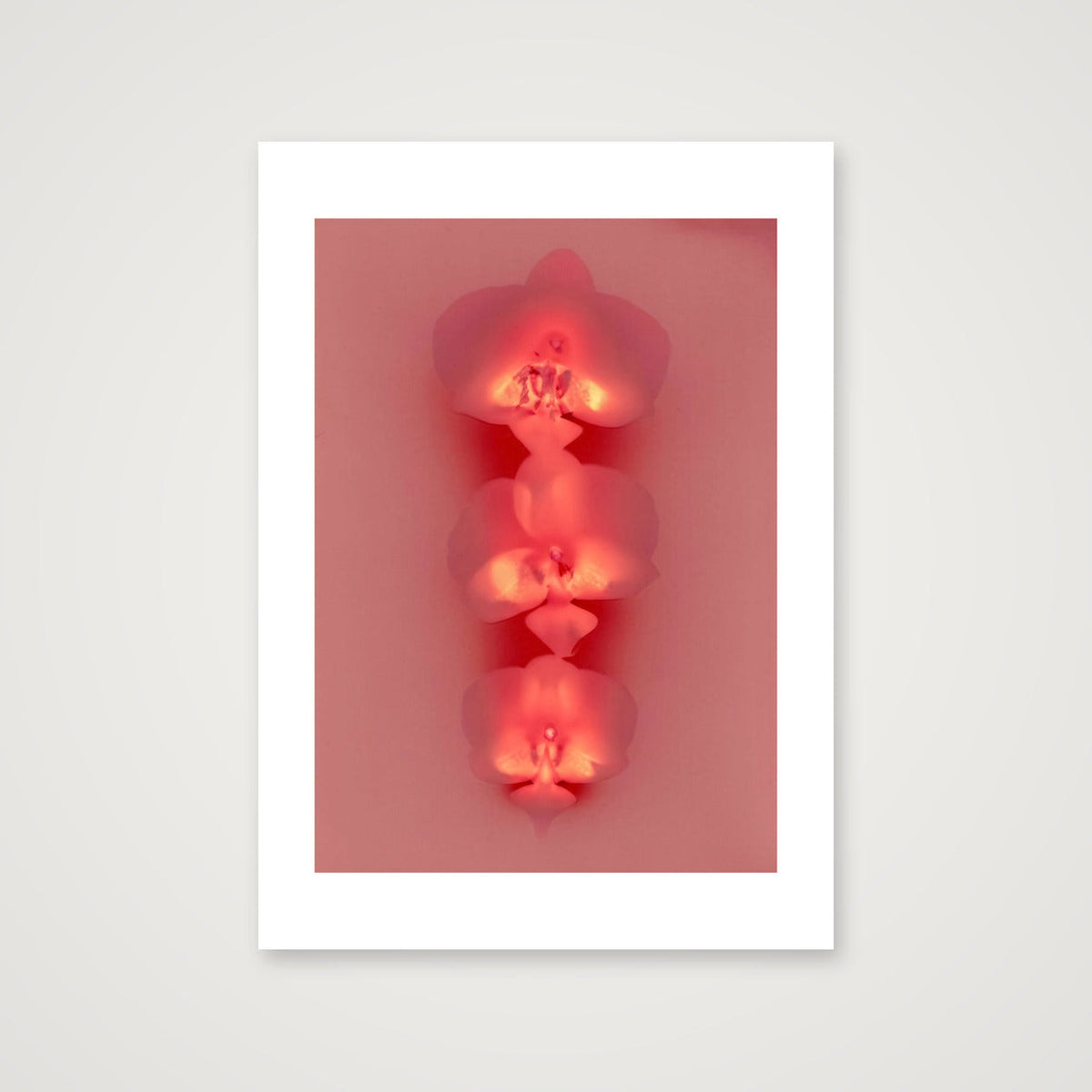 Carola I — 17×23" Print only