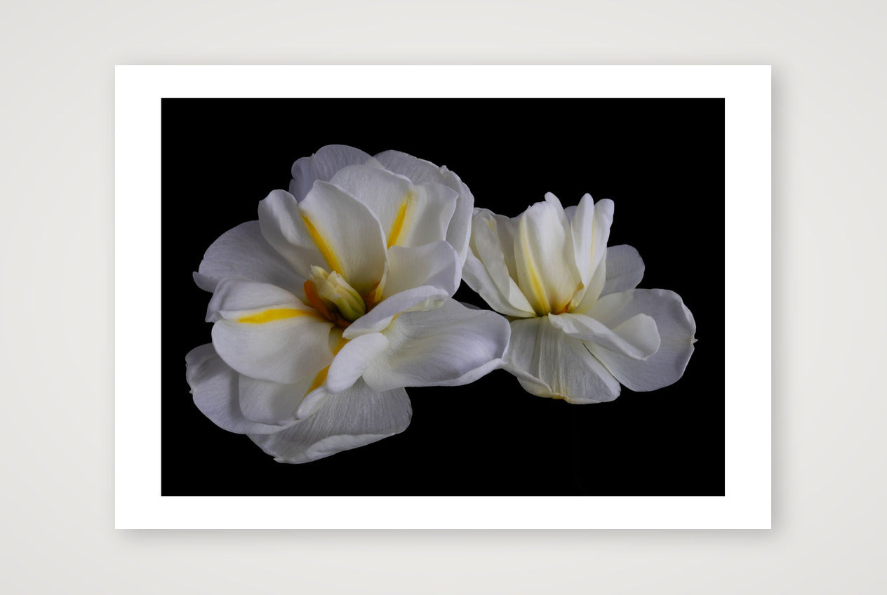 Daffodils 3 — 17×12" Print only