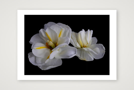 Daffodils 3 — 17×12" Print only
