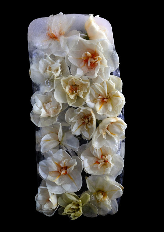 Desire Like a Daffodil 5